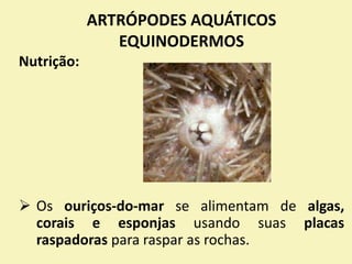 ARTRÓPODES AQUÁTICOS
EQUINODERMOS
Nutrição:
 Os ouriços-do-mar se alimentam de algas,
corais e esponjas usando suas placas
raspadoras para raspar as rochas.
 