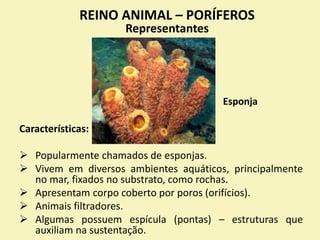 Características:
 Popularmente chamados de esponjas.
 Vivem em diversos ambientes aquáticos, principalmente
no mar, fixados no substrato, como rochas.
 Apresentam corpo coberto por poros (orifícios).
 Animais filtradores.
 Algumas possuem espícula (pontas) – estruturas que
auxiliam na sustentação.
REINO ANIMAL – PORÍFEROS
Representantes
Esponja
 