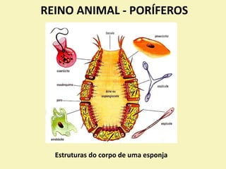 REINO ANIMAL - PORÍFEROS
Estruturas do corpo de uma esponja
 