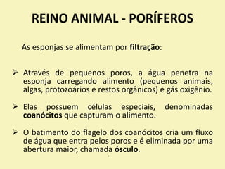 REINO ANIMAL - PORÍFEROS
As esponjas se alimentam por filtração:
 Através de pequenos poros, a água penetra na
esponja carregando alimento (pequenos animais,
algas, protozoários e restos orgânicos) e gás oxigênio.
 Elas possuem células especiais, denominadas
coanócitos que capturam o alimento.
 O batimento do flagelo dos coanócitos cria um fluxo
de água que entra pelos poros e é eliminada por uma
abertura maior, chamada ósculo.
•
 