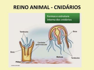REINO ANIMAL - CNIDÁRIOS
 