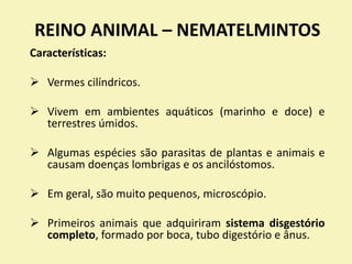 REINO ANIMAL – NEMATELMINTOS
1. Qual foi a principal novidade evolutiva dos
nematelmintos?
Aquisição de um sistema disgest...