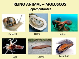 REINO ANIMAL – MOLUSCOS
Características:
 Apresentam corpo mole.
 Têm o corpo dividido em cabeça, pé e massa visceral.
...