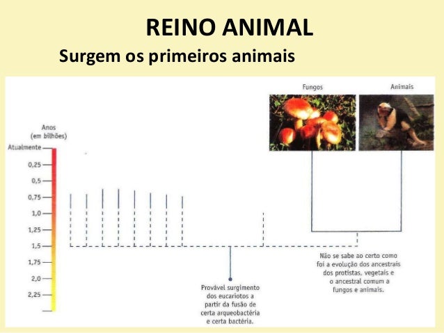 REINO ANIMAL
Surgem os primeiros animais