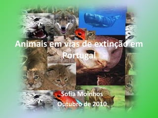 Animais em vias de extinção em Portugal Sofia Moinhos Outubro de 2010 