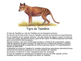 Tigre da Tasmânia O tigre da Tasmânia ou  lobo da Tasmânia era um marsupial carnívoro. Foi extinto há 67 anos atrás. Viveu na Tasmânia, próximo da Austrália no actual Holoceno. Era do tamanho de um “grande cachorro” com uma cabeça de raposa e a partir do meio do corpo até à cauda, apresentava listras iguais ás dos tigres. As fêmeas possuíam uma bolsa, que é característica dos marsupiais. Caçador solitário, com cerca de 40 quilos de peso e 1,9 metros de comprimento, ganhou fama de assassino de gado e ovelhas. Por este facto os criadores de ovelhas e o próprio governo ofereciam boas recompensas em dinheiro pela sua captura. Foi impiedosamente caçado de 1840-1909.  A população de tigres da Tasmânia foi também reduzida por uma doença desconhecida que  há muitos anos devastou grande parte da vida selvagem da Tasmânia.  No entanto, o homem foi o maior responsável pela sua  dizimação. O tigre da Tasmânia foi considerado oficialmente extinto em 1936, quando o último exemplar morreu no jardim zoológico de Hobar na Tasmânia. 