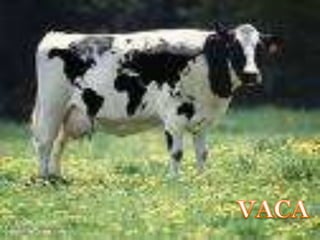 VACA