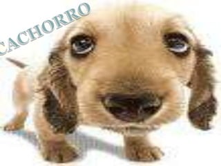 CACHORRO