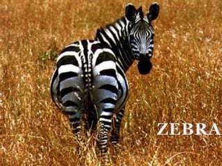 ZEBRA