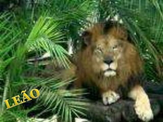 LEÃO