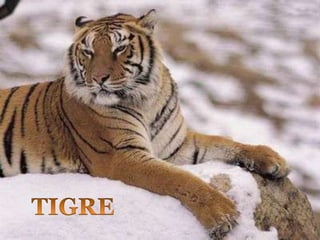 TIGRE
