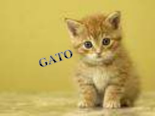 GATO