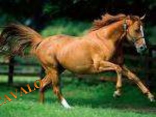 CAVALO