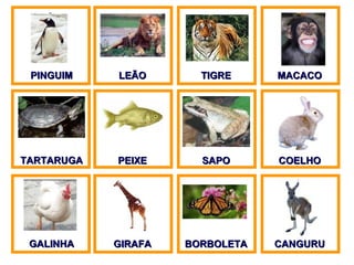 PINGUIM LEÃO TIGRE MACACO TARTARUGA PEIXE SAPO COELHO GALINHA GIRAFA BORBOLETA CANGURU 
