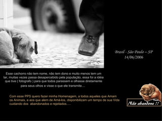 Esse cachorro não tem nome, não tem dono e muito menos tem um lar, muitas vezes passa desapercebido pela população, essa foi a idéia que tive ( fotografo ) para que todos parassem e olhasse diretamente para seus olhos e visse o que ele transmite....   Brasil - São Paulo – SP 14/06/2006 Com esse PPS quero fazer minha Homenagem, a todos aqueles que Amam os Animais, e aos que alem de Amá-los, disponibilizam um tempo de sua Vida cuidando dos  abandonados e rejeitados..... 