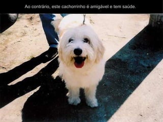 Ao contrário, este cachorrinho é amigável e tem saúde.  