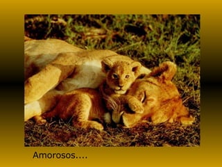 Amorosos....
 