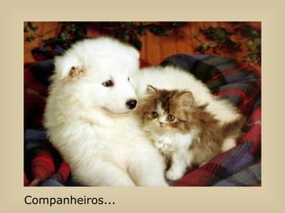 Companheiros... 