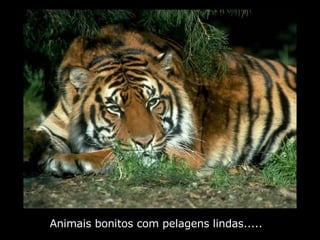 Animais bonitos com pelagens lindas..... 