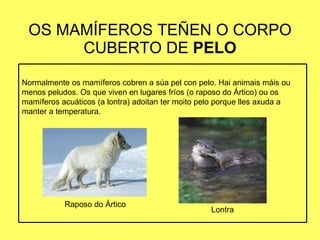 OS MAMÍFEROS TEÑEN O CORPO CUBERTO DE  PELO Raposo do Ártico Lontra Normalmente os mamíferos cobren a súa pel con pelo. Hai animais máis ou menos peludos. Os que viven en lugares fríos (o raposo do Ártico) ou os mamíferos acuáticos (a lontra) adoitan ter moito pelo porque lles axuda a manter a temperatura. 