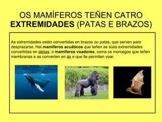 OS MAMÍFEROS TEÑEN CATRO  EXTREMIDADES  (PATAS E BRAZOS) As extremidades están convertidas en brazos ou patas, que serven para desprazarse. Hai  mamíferos acuáticos  que teñen as súas extremidades convertidas en  aletas ; e  mamíferos voadores , coma os morcegos que teñen membranas e as converten en  ás  e que lle permiten voar. 