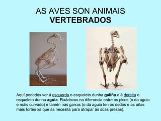 AS AVES SON ANIMAIS  VERTEBRADOS Aquí podedes ver á  esquerda  o esqueleto dunha  galiña  e á  dereita  o esqueleto dunha  aguia . Fixádevos na diferencia entre os picos (o da aguia e máis curvado) e tamén nas garras (o da aguia ten os dedos e as uñas máis fortes xa que as necesita para atrapar ás súas presas). 