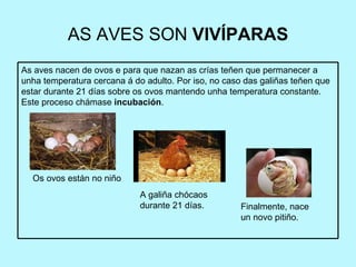 AS AVES SON  VIVÍPARAS Os ovos están no niño A galiña chócaos durante 21 días. Finalmente, nace un novo pitiño. As aves nacen de ovos e para que nazan as crías teñen que permanecer a unha temperatura cercana á do adulto. Por iso, no caso das galiñas teñen que estar durante 21 días sobre os ovos mantendo unha temperatura constante. Este proceso chámase  incubación .  