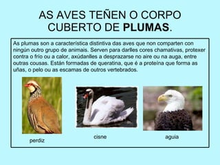 AS AVES TEÑEN O CORPO CUBERTO DE  PLUMAS . perdiz cisne aguia As plumas son a característica distintiva das aves que non comparten con ningún outro grupo de animais. Serven para darlles cores chamativas, protexer contra o frío ou a calor, axúdanlles a desprazarse no aire ou na auga, entre outras cousas. Están formadas de queratina, que é a proteína que forma as uñas, o pelo ou as escamas de outros vertebrados. 