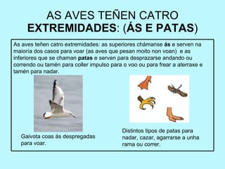 AS AVES TEÑEN CATRO  EXTREMIDADES :  ( ÁS E PATAS ) Gaivota coas ás despregadas para voar. Distintos tipos de patas para nadar, cazar, agarrarse a unha rama ou correr. As aves teñen catro extremidades: as superiores chámanse  ás  e serven na maioría dos casos para voar (as aves que pesan moito non voan)  e as inferiores que se chaman  patas  e serven para desprazarse andando ou correndo ou tamén para coller impulso para o voo ou para frear a aterraxe e tamén para nadar. 
