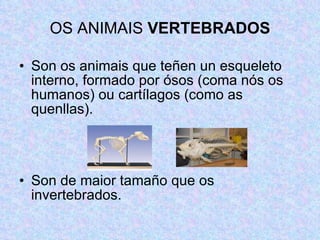 OS ANIMAIS  VERTEBRADOS Son os animais que teñen un esqueleto interno, formado por ósos (coma nós os humanos) ou cartílagos (como as quenllas). Son de maior tamaño que os invertebrados. 