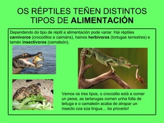 OS RÉPTILES TEÑEN DISTINTOS TIPOS DE  ALIMENTACIÓN Vemos os tres tipos, o crocodilo está a comer un peixe, as tartarugas comen unha folla de leituga e o camaleón acaba de atrapar un insecto coa súa lingua… bo proveito! Dependendo do tipo de réptil a alimentación pode variar. Hai réptiles  carnívoros  (crocodilos e caimáns), hainos  herbívoros  (tortugas terrestres) e tamén  insectívoros  (camaleón).  