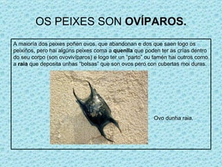 OS PEIXES SON  OVÍPAROS. Ovo dunha raia. A maioría dos peixes poñen ovos, que abandonan e dos que saen logo os peixiños, pero hai algúns peixes coma a  quenlla  que poden ter as crías dentro do seu corpo (son ovovivíparos) e logo ter un “parto” ou tamén hai outros como a  raia  que deposita unhas “bolsas” que son ovos pero con cubertas moi duras. 