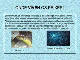 ONDE  VIVEN  OS PEIXES? Troita no río. Banco de sardiñas no mar. Sempre  viven  en ambientes acuáticos, é dicir,  na auga . Pero poden vivir en auga doce (ríos, lagoas, estanques) ou en auga salgada (mares e océanos). Algúns  peixes de auga doce  son a troita, as pirañas ou calquera dos peixes que podemos ter nunha peceira na nosa casa. Os peixes de auga salgada son os máis coñecidos, porque son os que máis atopamos na praza ou no supermercado, por exemplo, a pescada, as sardiñas, o atún, o rape, etc. Sempre  viven  en ambientes acuáticos, é dicir,  na auga . Pero poden vivir en auga doce (ríos, lagoas, estanques) ou en auga salgada (mares e océanos). Algúns  peixes de auga doce  son a troita, as pirañas ou calquera dos peixes que podemos ter nunha peceira na nosa casa. Os peixes de auga salgada son os máis coñecidos, porque son os que máis atopamos na praza ou no supermercado, por exemplo, a pescada, as sardiñas, o atún, o rape, etc. 