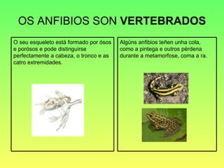 OS ANFIBIOS SON  VERTEBRADOS O seu esqueleto está formado por ósos e porósos e pode distinguirse perfectamente a cabeza, o tronco e as catro extremidades. Algúns anfibios teñen unha cola, como a pintega e outros pérdena durante a metamorfose, coma a ra. 