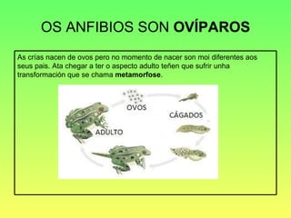 OS ANFIBIOS SON  OVÍPAROS As crías nacen de ovos pero no momento de nacer son moi diferentes aos seus pais. Ata chegar a ter o aspecto adulto teñen que sufrir unha transformación que se chama  metamorfose . 