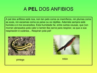 A  PEL  DOS ANFIBIOS pintega tritón A pel dos anfibios está núa, non ten pelo coma os mamíferos, nin plumas coma as aves, nin escamas coma os peixe ou os réptiles. Ademáis sempre está húmida e é moi esvaradiza. Esta humidade fai, entre outras cousas, que non morran abrasados pola calor e tamén lles serve para respirar, xa que a súa respiración é cutánea... Respiran pola pel! 