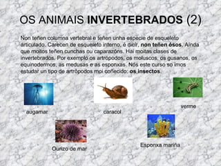 OS ANIMAIS  INVERTEBRADOS  (2) Non teñen columna vertebral e teñen unha especie de esqueleto articulado. Carecen de esqueleto interno, é dicir,  non teñen ósos . Aínda que moitos teñen cunchas ou caparazóns. Hai moitas clases de invertebrados. Por exemplo os artrópodos, os moluscos, os gusanos, os equinodermos, as medusas e as esponxas. Nós este curso so imos estudar un tipo de artrópodos moi coñecido:  os insectos . caracol augamar Ourizo de mar Esponxa mariña verme 