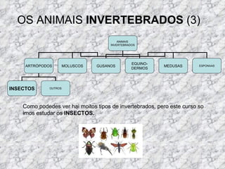 OS ANIMAIS  INVERTEBRADOS  (3) Como podedes ver hai moitos tipos de invertebrados, pero este curso so imos estudar os  INSECTOS. ANIMAIS  INVERTEBRADOS ARTRÓPODOS MOLUSCOS GUSANOS EQUINO- DERMOS MEDUSAS ESPONXAS INSECTOS OUTROS 