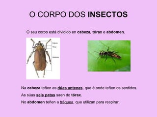 O CORPO DOS  INSECTOS O seu corpo está dividido en  cabeza, tórax  e  abdomen . Na  cabeza  teñen as  dúas antenas , que é onde teñen os sentidos. As súas  seis patas  saen do  tórax . No  abdomen  teñen a  tráquea , que utilizan para respirar. 