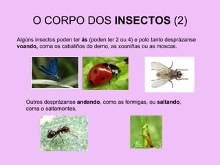 O CORPO DOS  INSECTOS  (2) Algúns insectos poden ter  ás  (poden ter 2 ou 4) e polo tanto desprázanse  voando,  coma os cabaliños do demo, as xoaniñas ou as moscas. Outros desprázanse  andando , como as formigas, ou  saltando , coma o saltamontes. 