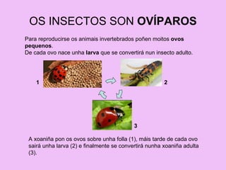 OS INSECTOS SON  OVÍPAROS Para reproducirse os animais invertebrados poñen moitos  ovos pequenos . De cada ovo nace unha  larva  que se convertirá nun insecto adulto. A xoaniña pon os ovos sobre unha folla (1), máis tarde de cada ovo sairá unha larva (2) e finalmente se convertirá nunha xoaniña adulta (3). 1 2 3 