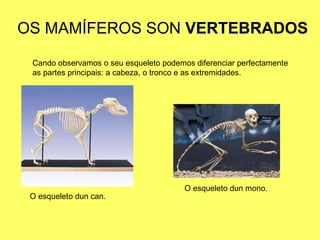 OS MAMÍFEROS SON  VERTEBRADOS O esqueleto dun can. O esqueleto dun mono. Cando observamos o seu esqueleto podemos diferenciar perfectamente as partes principais: a cabeza, o tronco e as extremidades. 