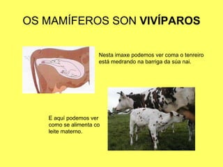 OS MAMÍFEROS SON  VIVÍPAROS Nesta imaxe podemos ver coma o tenreiro está medrando na barriga da súa nai. E aquí podemos ver como se alimenta co leite materno. 