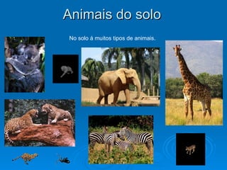 Animais do solo No solo á muitos tipos de animais. 