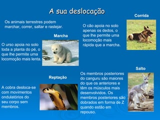 A sua deslocação Os animais terrestres podem marchar, correr, saltar e rastejar. O urso apoia no solo toda a planta do pé, o que lhe permite uma locomoção mais lenta. O cão apoia no solo apenas os dedos, o que lhe permite uma locomoção mais rápida que a marcha. Os membros posteriores do canguru são maiores do que os anteriores e têm os músculos mais desenvolvidos. Os membros posteriores são dobrados em forma de Z quando estão em repouso. Corrida Marcha Salto Reptação A cobra desloca-se com movimentos ondulatórios do seu corpo sem membros. 