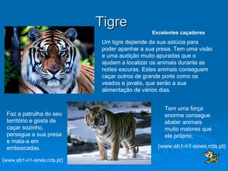 Tigre Um tigre depende da sua astúcia para poder apanhar a sua presa. Tem uma visão e uma audição muito apuradas que o ajudam a localizar os animais durante as noites escuras. Estes animais conseguem caçar outros de grande porte como os veados e javalis, que serão a sua alimentação de vários dias.  Excelentes caçadores Faz a patrulha do seu território e gosta de caçar sozinho, persegue a sua presa e mata-a em emboscadas.  Tem uma força enorme consegue abater animais muito maiores que ele próprio.  (www.eb1-n1-sines.rcts.pt) ( www.eb1-n1-sines.rcts.pt )  