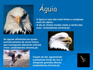 Águia A águia é uma das mais fortes e corajosas aves de rapina.  A ela se chama muitas vezes a rainha das aves . ( sotaodaines.chrome.pt ) As águias alimentam-se quase exclusivamente de carne fresca, que conseguem atacando animais vivos. (sotaodaines.chrome.pt) Caçam de dia, aguentando sucessivas horas de voo e atingindo grandes alturas. (sotaodaines.chrome.pt) 