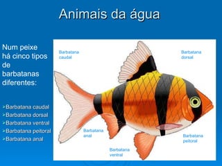 Animais da água Barbatana caudal Barbatana dorsal Barbatana peitoral Barbatana ventral Barbatana anal Num peixe há cinco tipos de barbatanas diferentes: Barbatana caudal Barbatana dorsal Barbatana ventral Barbatana peitoral Barbatana anal 