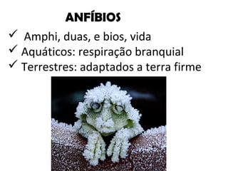ANFÍBIOS 
 Amphi, duas, e bios, vida 
 Aquáticos: respiração branquial 
 Terrestres: adaptados a terra firme 
 