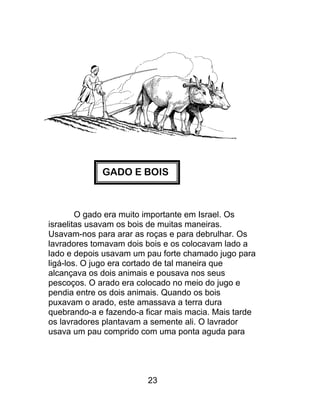 GADO E BOIS
O gado era muito importante em Israel. Os
israelitas usavam os bois de muitas maneiras.
Usavam-nos para arar as roças e para debrulhar. Os
lavradores tomavam dois bois e os colocavam lado a
lado e depois usavam um pau forte chamado jugo para
ligá-los. O jugo era cortado de tal maneira que
alcançava os dois animais e pousava nos seus
pescoços. O arado era colocado no meio do jugo e
pendia entre os dois animais. Quando os bois
puxavam o arado, este amassava a terra dura
quebrando-a e fazendo-a ficar mais macia. Mais tarde
os lavradores plantavam a semente ali. O lavrador
usava um pau comprido com uma ponta aguda para
23
 